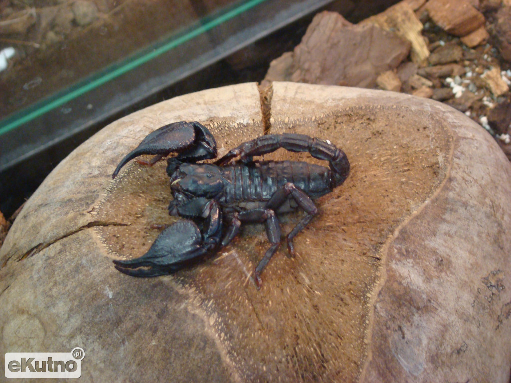 Pająki nie takie straszne jak je malują