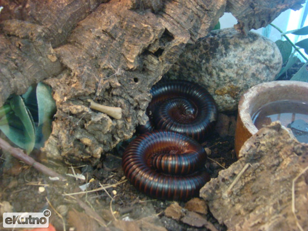 Pająki nie takie straszne jak je malują