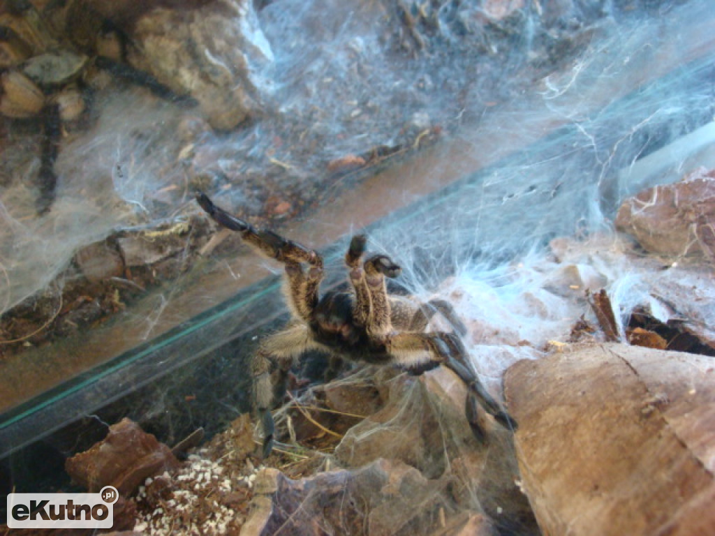 Pająki nie takie straszne jak je malują