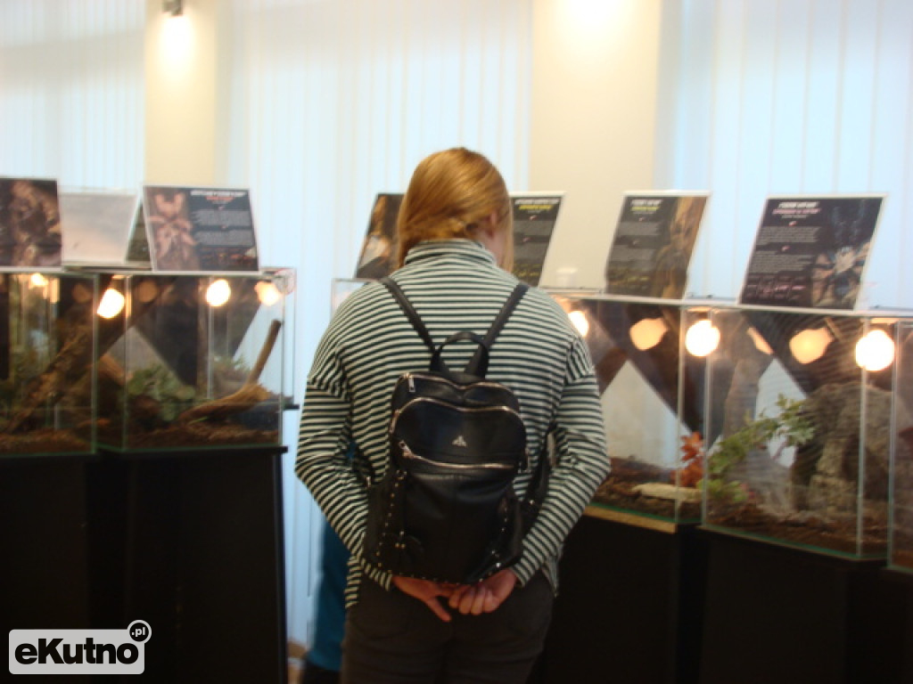 Pająki nie takie straszne jak je malują