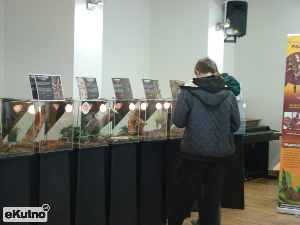 Pająki nie takie straszne jak je malują