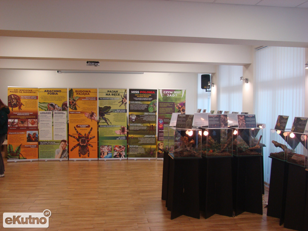 Pająki nie takie straszne jak je malują