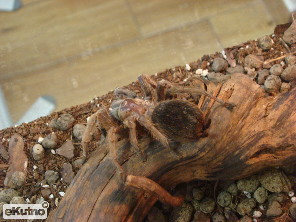 Pająki nie takie straszne jak je malują