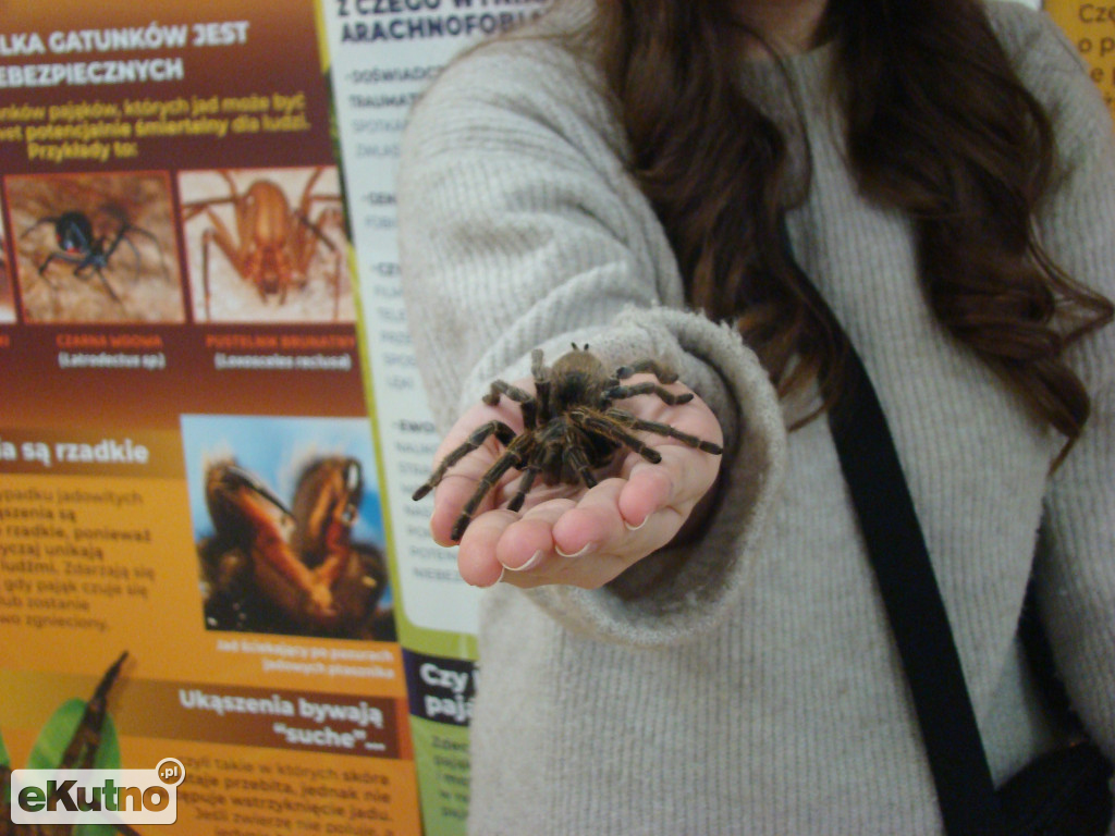 Pająki nie takie straszne jak je malują