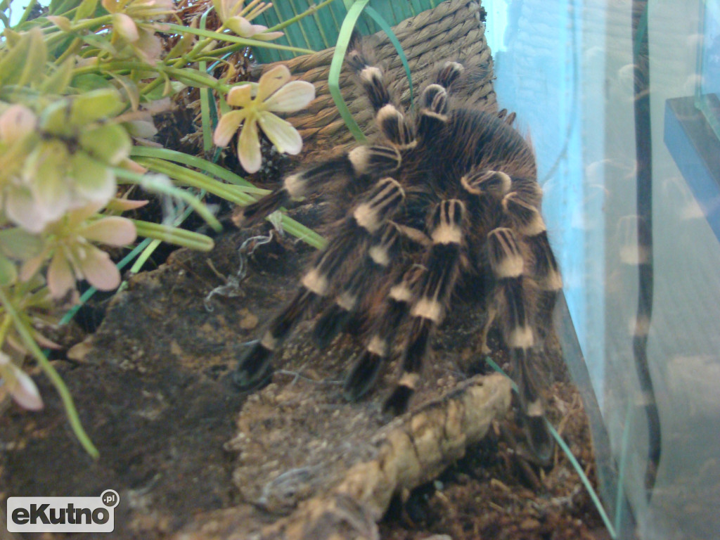 Pająki nie takie straszne jak je malują