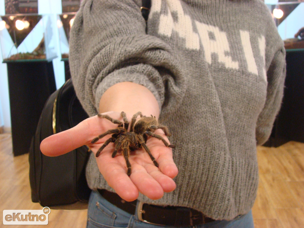 Pająki nie takie straszne jak je malują