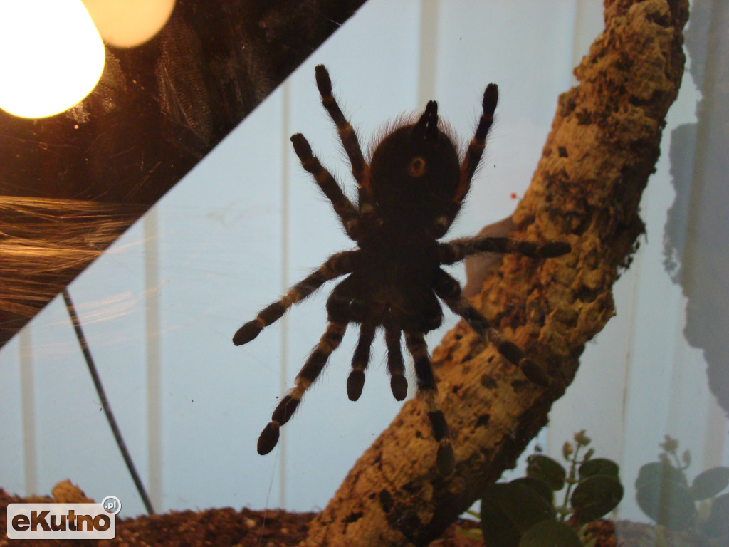 Pająki nie takie straszne jak je malują