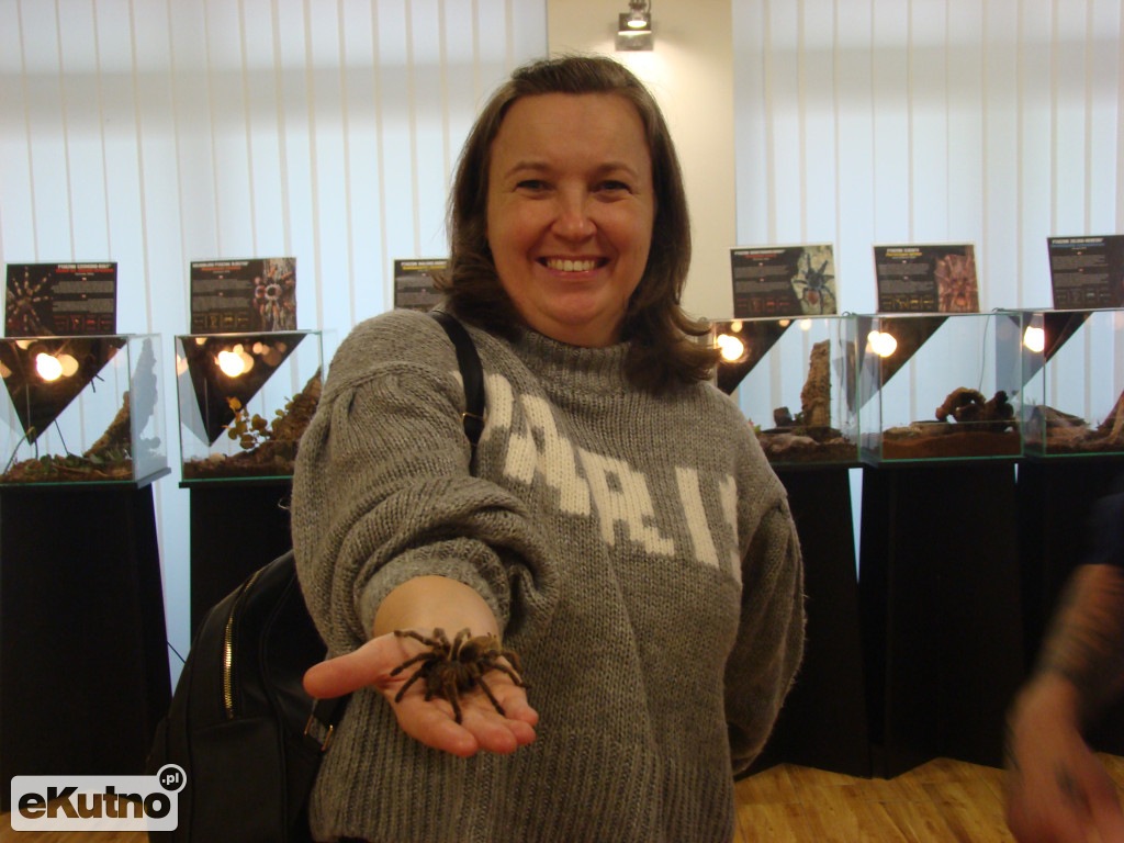 Pająki nie takie straszne jak je malują