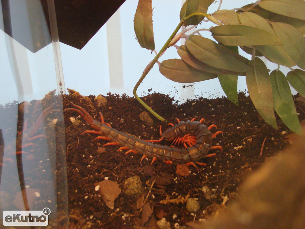 Pająki nie takie straszne jak je malują