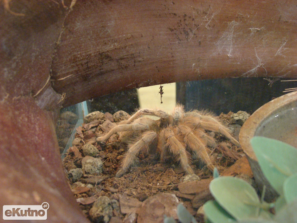 Pająki nie takie straszne jak je malują