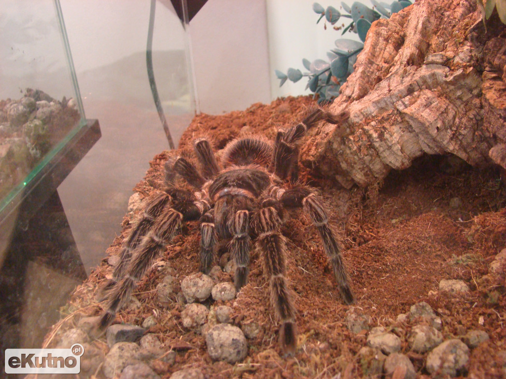 Pająki nie takie straszne jak je malują