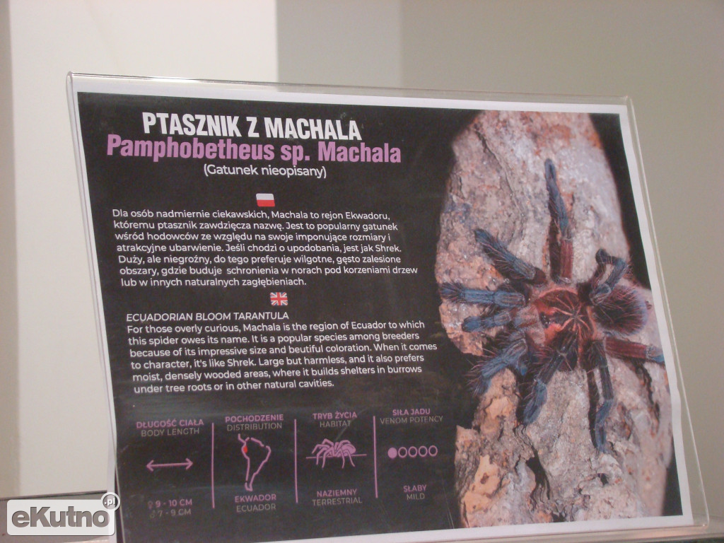 Pająki nie takie straszne jak je malują