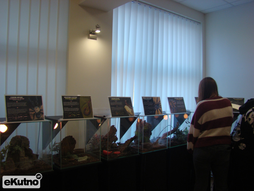 Pająki nie takie straszne jak je malują