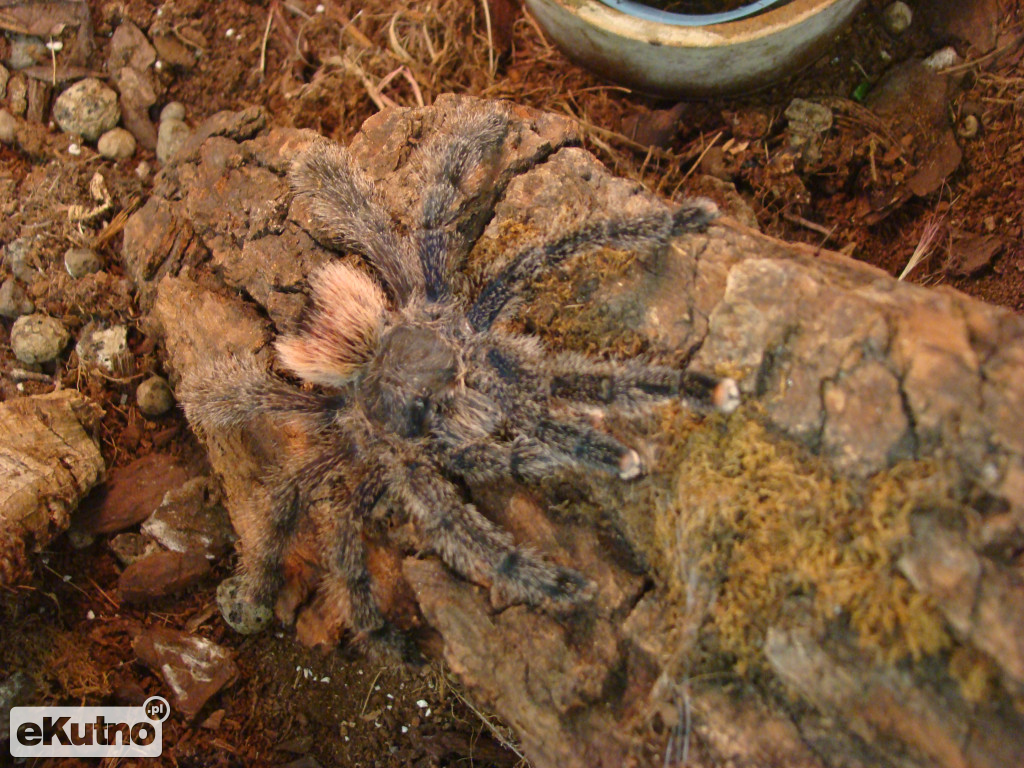 Pająki nie takie straszne jak je malują
