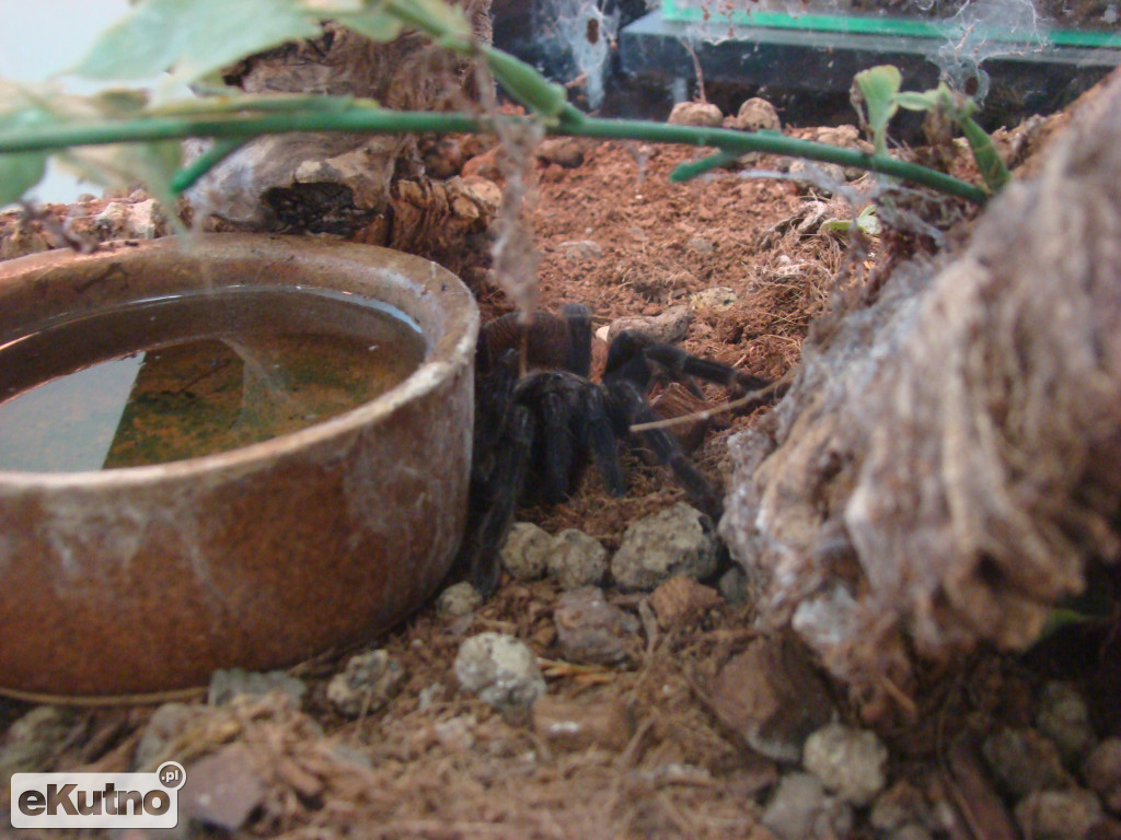 Pająki nie takie straszne jak je malują