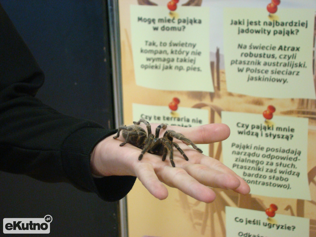 Pająki nie takie straszne jak je malują