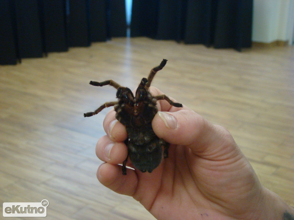 Pająki nie takie straszne jak je malują