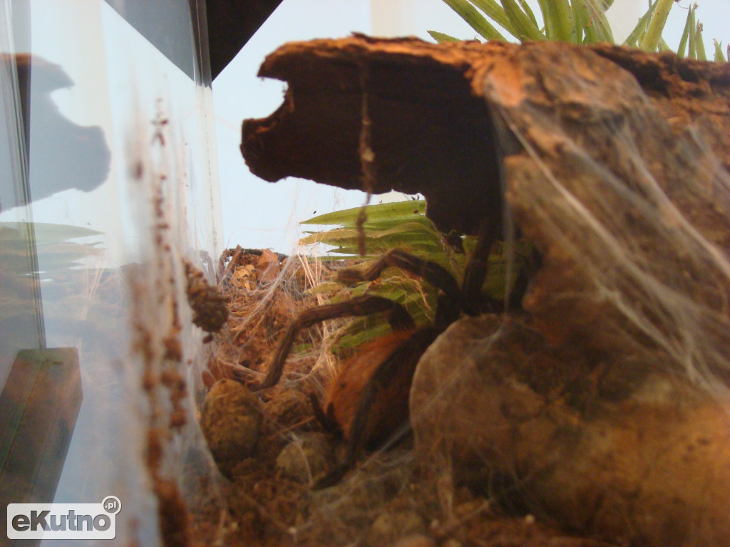 Pająki nie takie straszne jak je malują