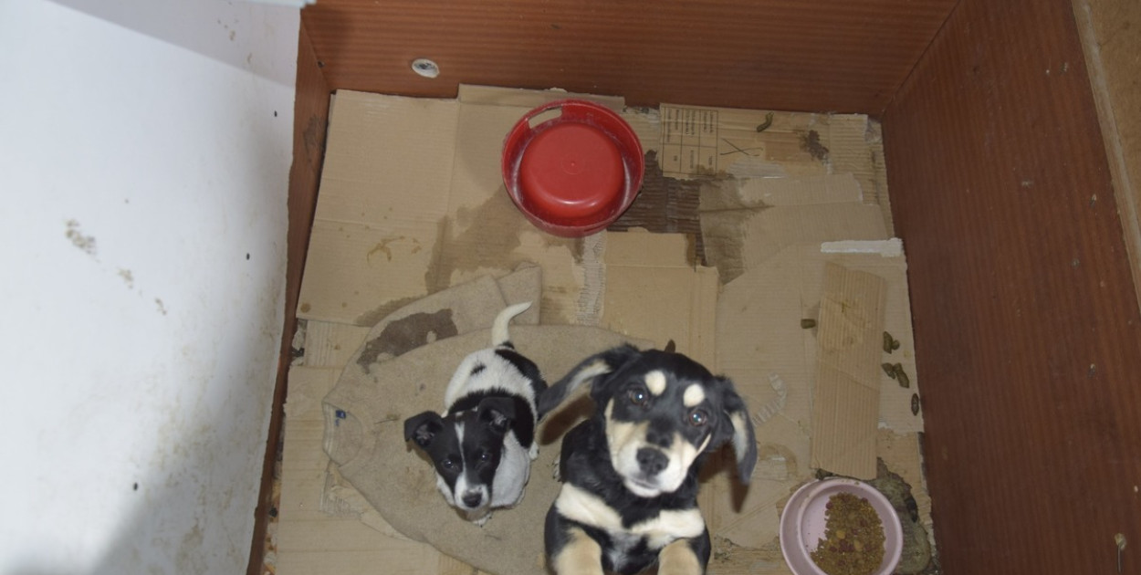 Dramat 44 małych psów i 3 kotów