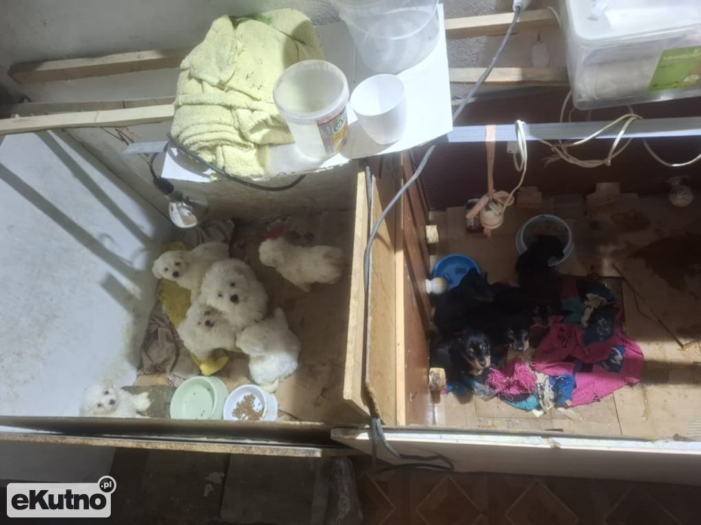 Dramat 44 małych psów i 3 kotów