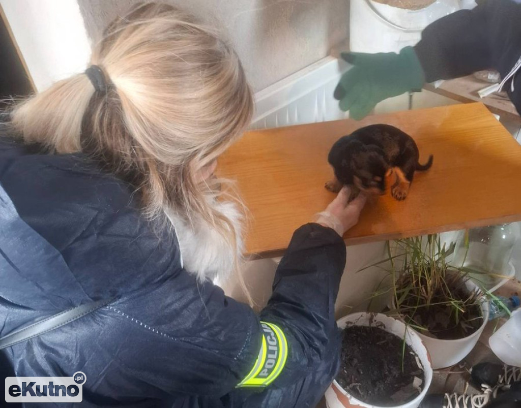 Dramat 44 małych psów i 3 kotów