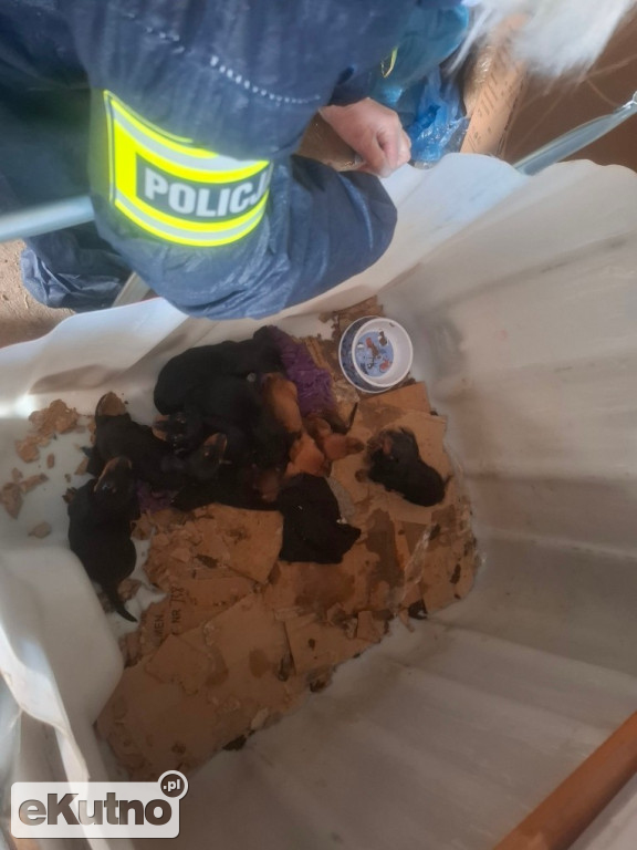 Dramat 44 małych psów i 3 kotów