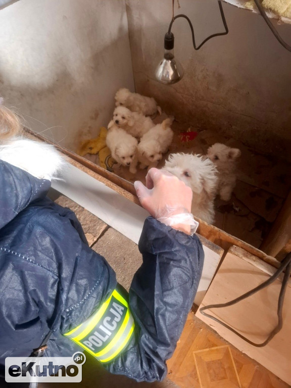 Dramat 44 małych psów i 3 kotów