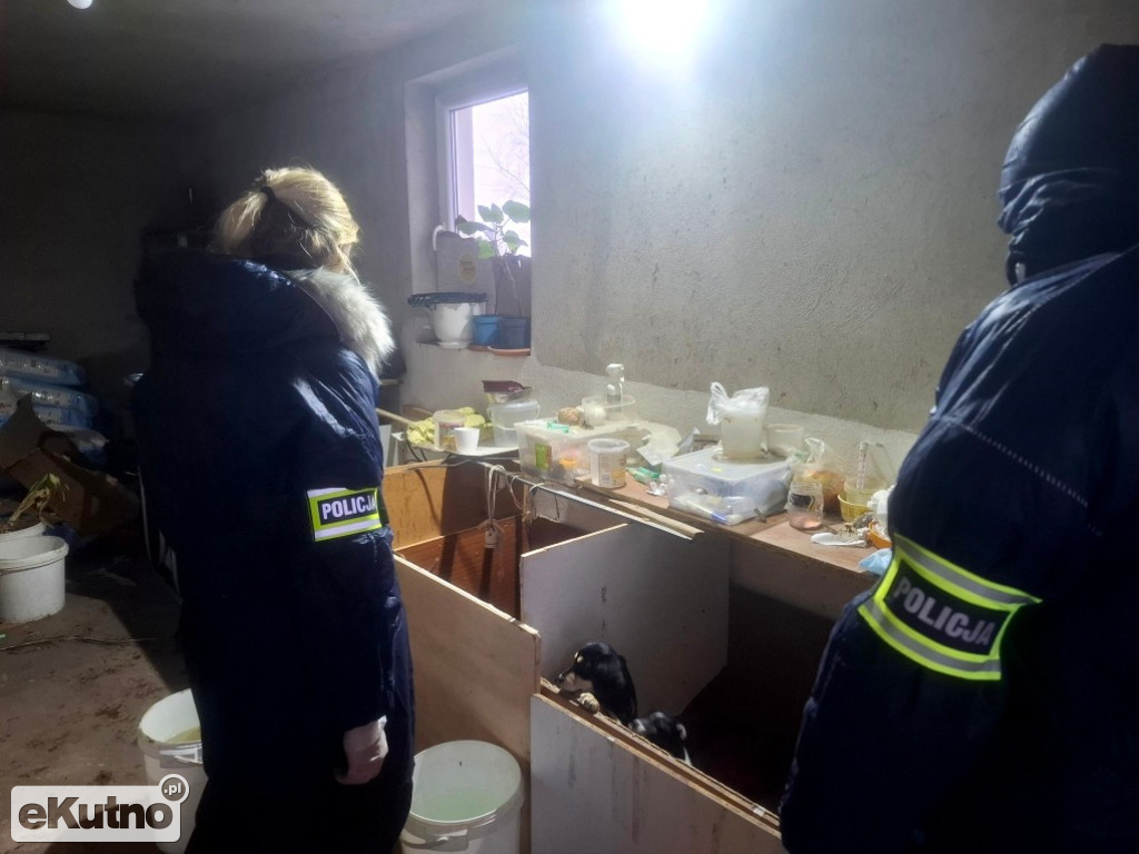 Dramat 44 małych psów i 3 kotów