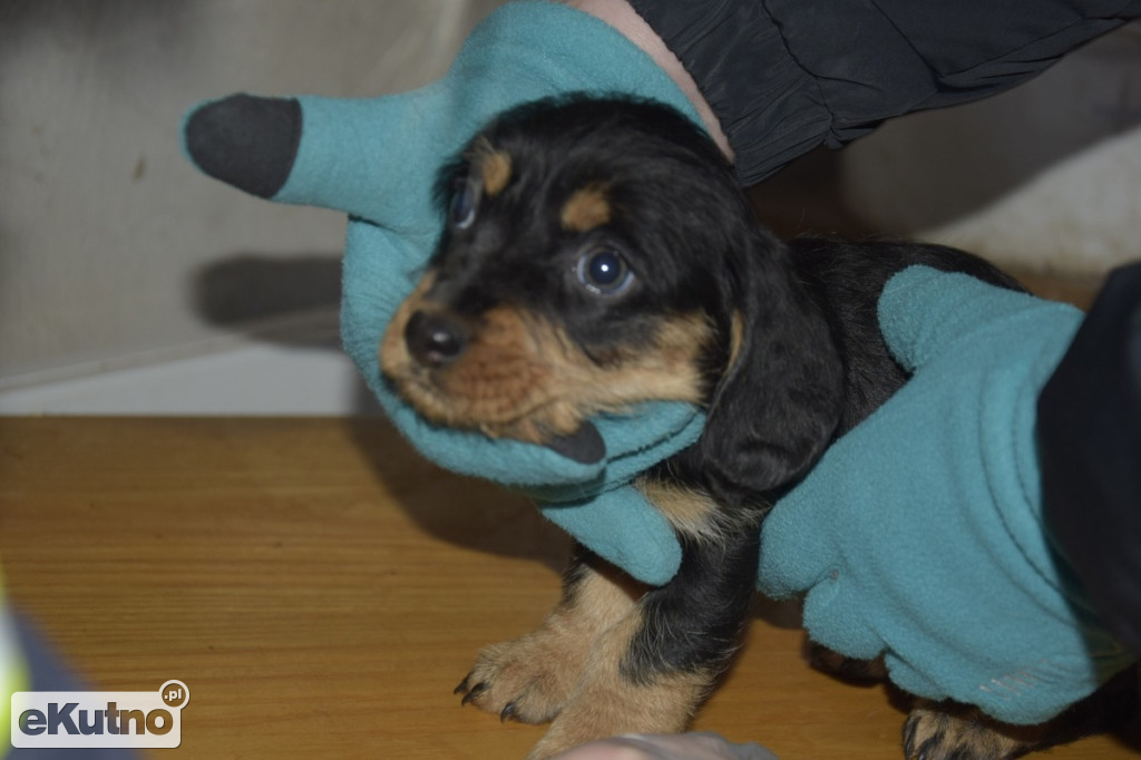 Dramat 44 małych psów i 3 kotów