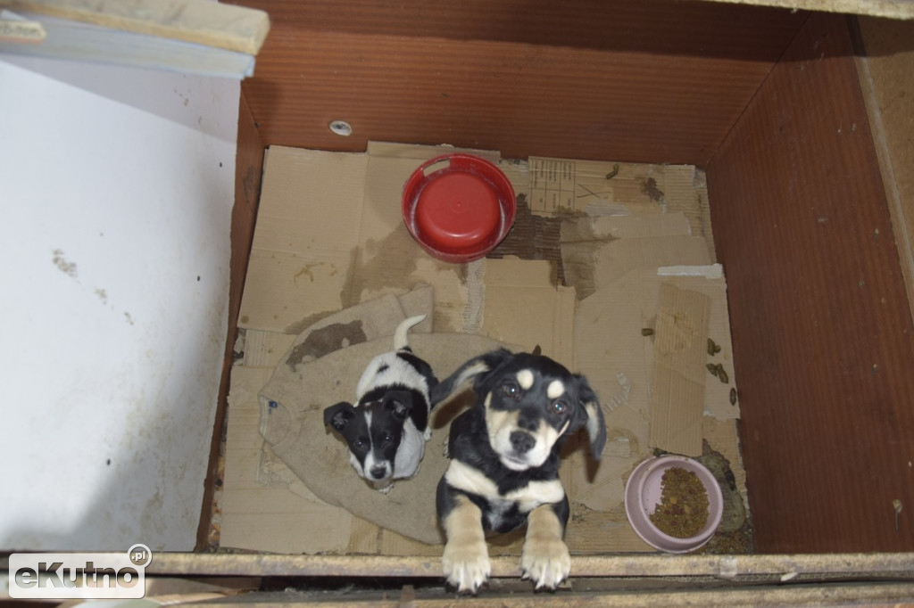 Dramat 44 małych psów i 3 kotów