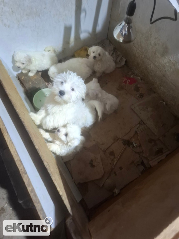 Dramat 44 małych psów i 3 kotów