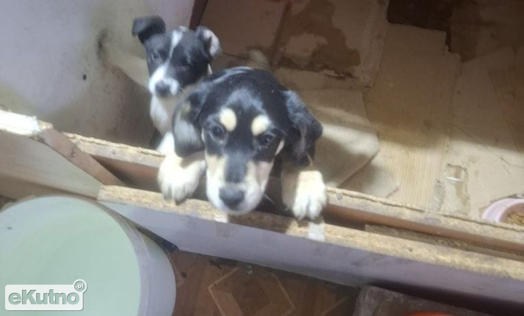 Dramat 44 małych psów i 3 kotów