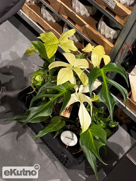 Festiwal Roślin w EC1 Łódź