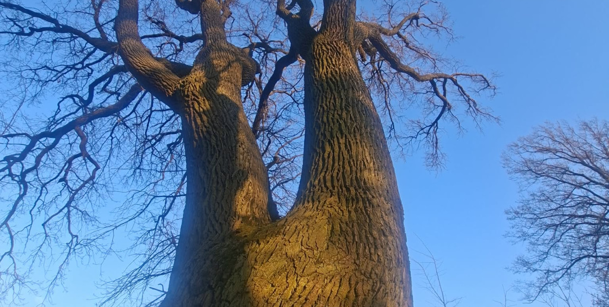Pomnik Przyrody pod topór!
