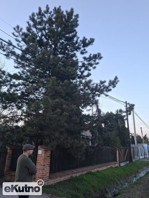 Pomnik Przyrody pod topór!