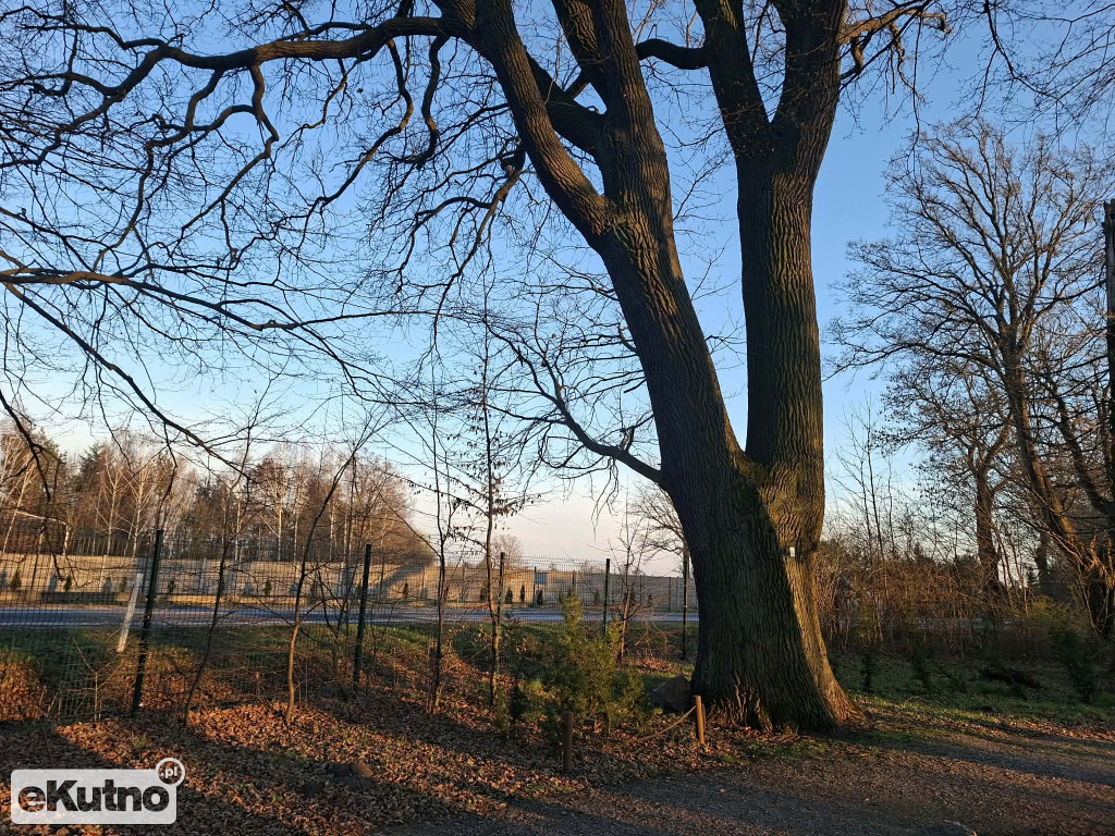 Pomnik Przyrody pod topór!