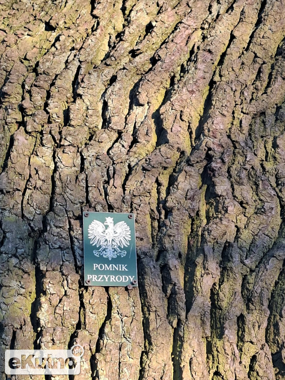 Pomnik Przyrody pod topór!