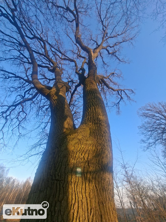 Pomnik Przyrody pod topór!