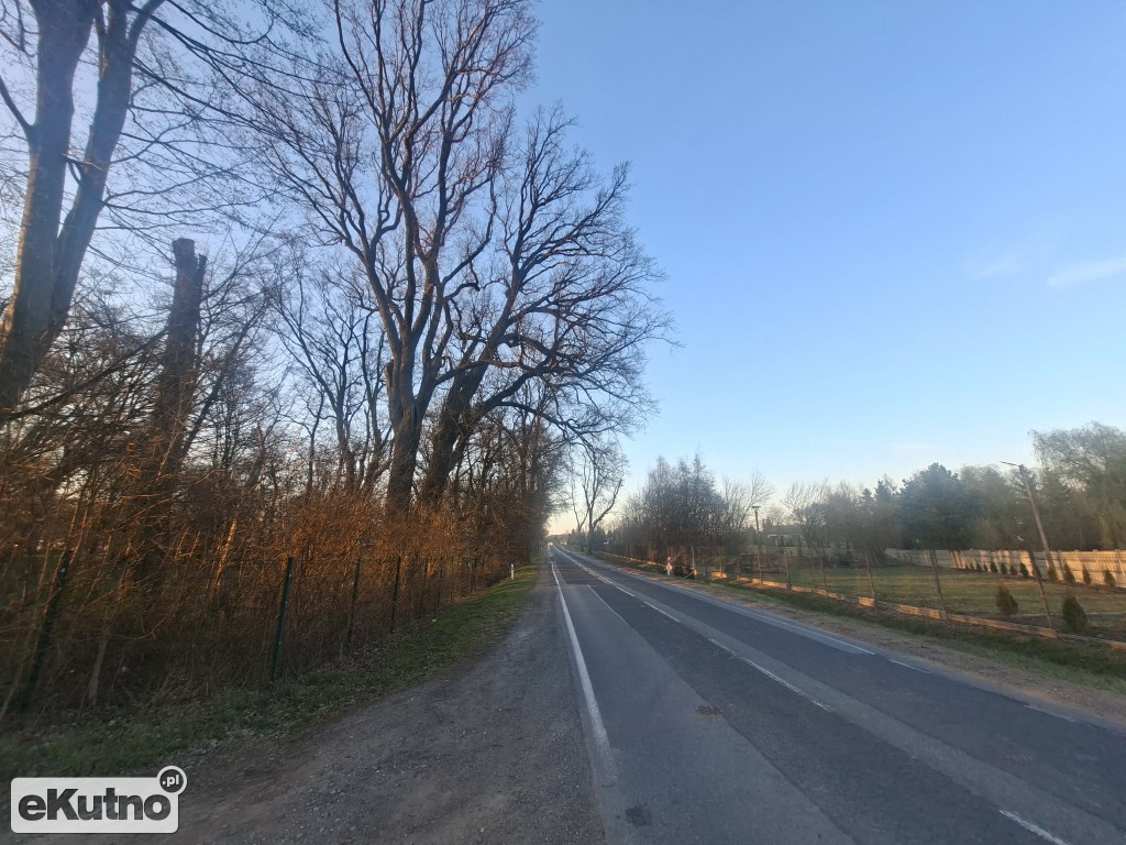 Pomnik Przyrody pod topór!