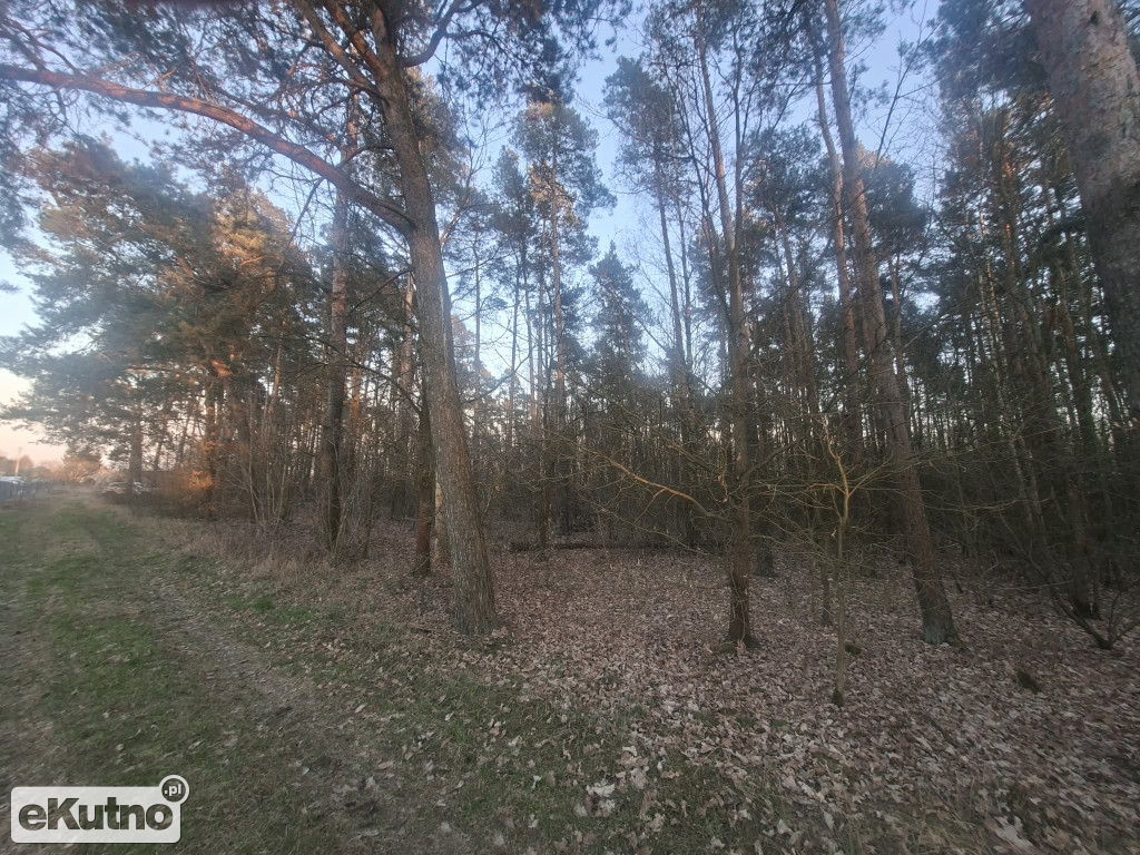 Pomnik Przyrody pod topór!