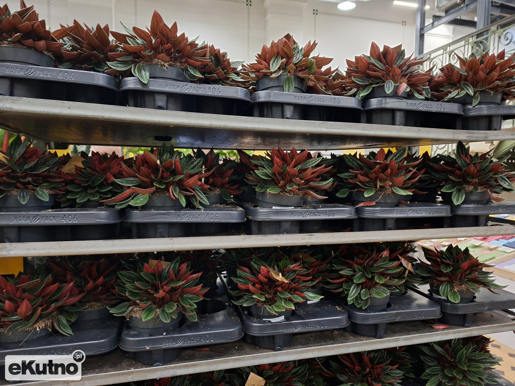 Festiwal Roślin w Łodzi