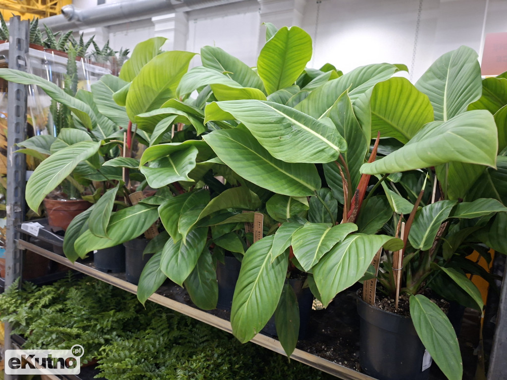 Festiwal Roślin w Łodzi