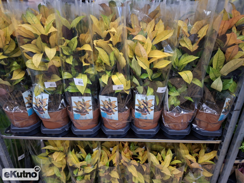 Festiwal Roślin w Łodzi