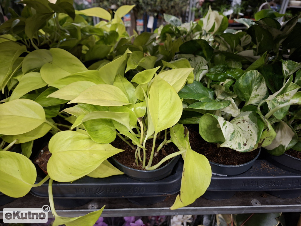 Festiwal Roślin w Łodzi