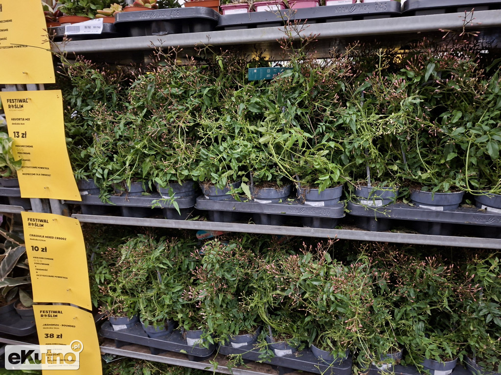 Festiwal Roślin w Łodzi