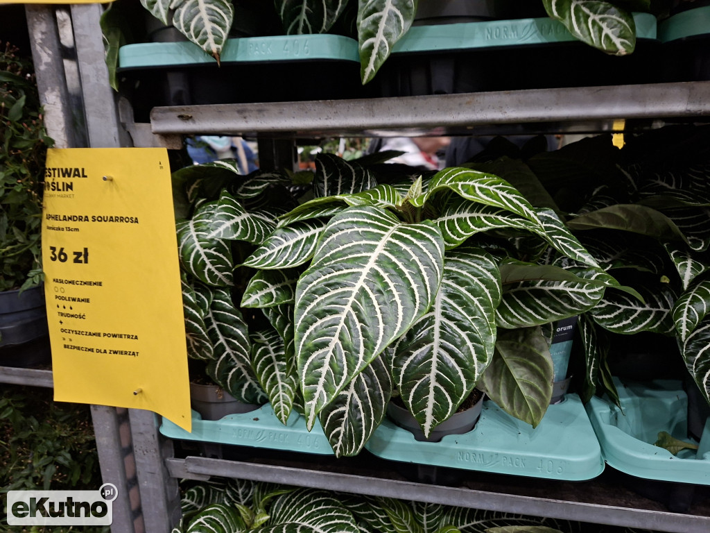 Festiwal Roślin w Łodzi