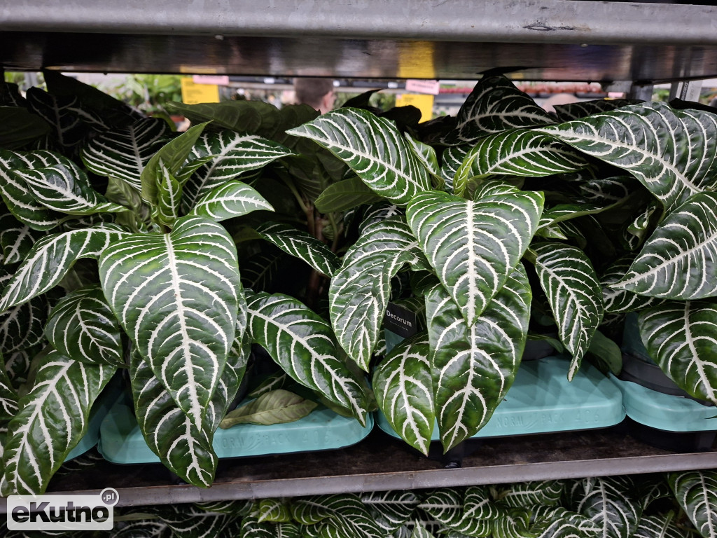 Festiwal Roślin w Łodzi