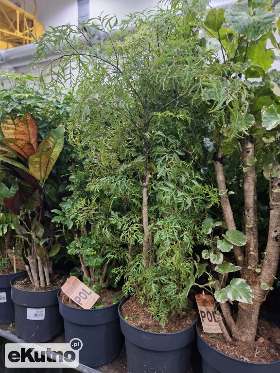 Festiwal Roślin w Łodzi