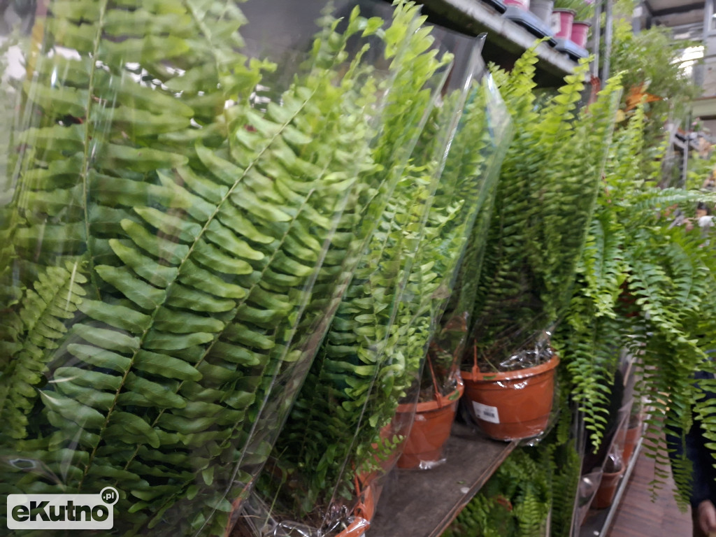 Festiwal Roślin w Łodzi