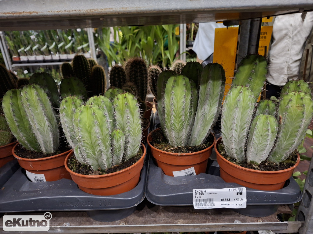 Festiwal Roślin w Łodzi